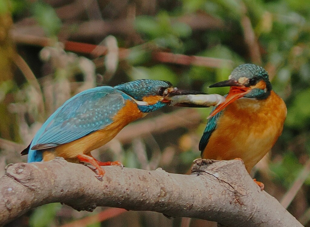 アプローチ３コマ