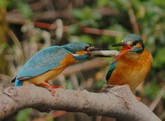 アプローチ３コマ