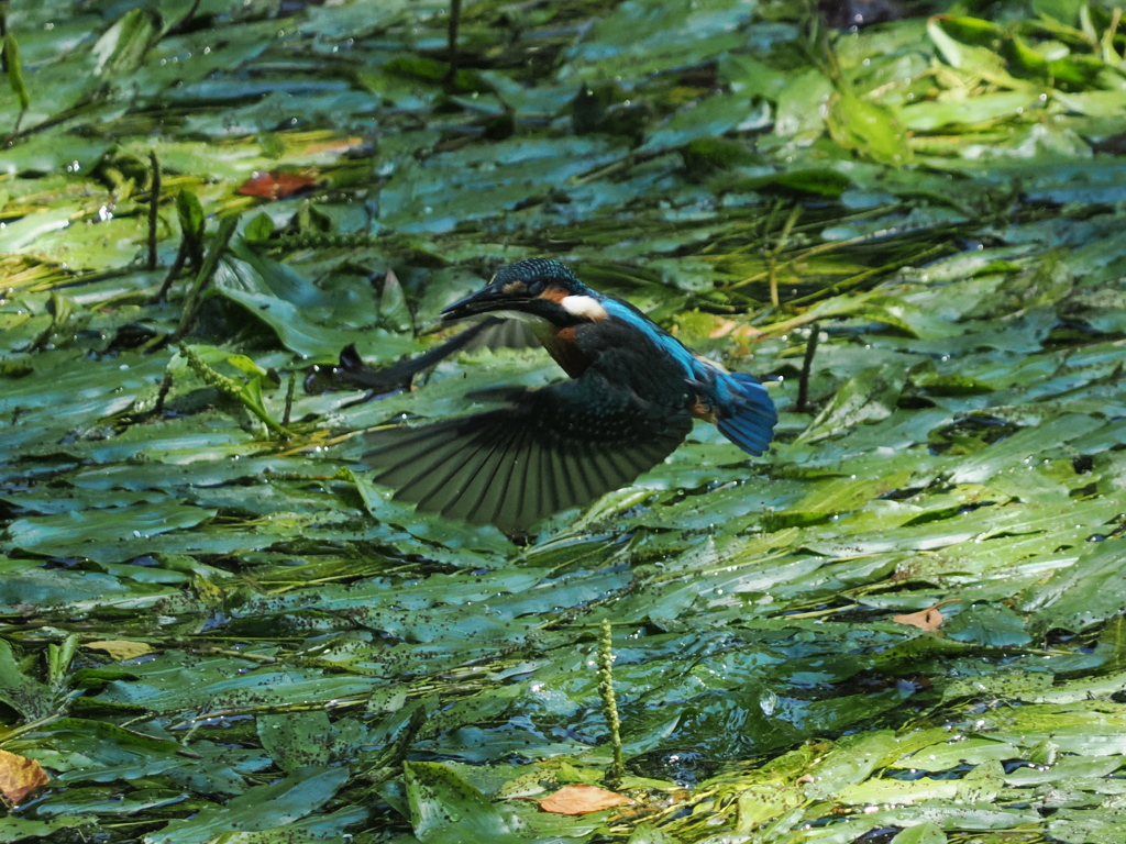 P8033309