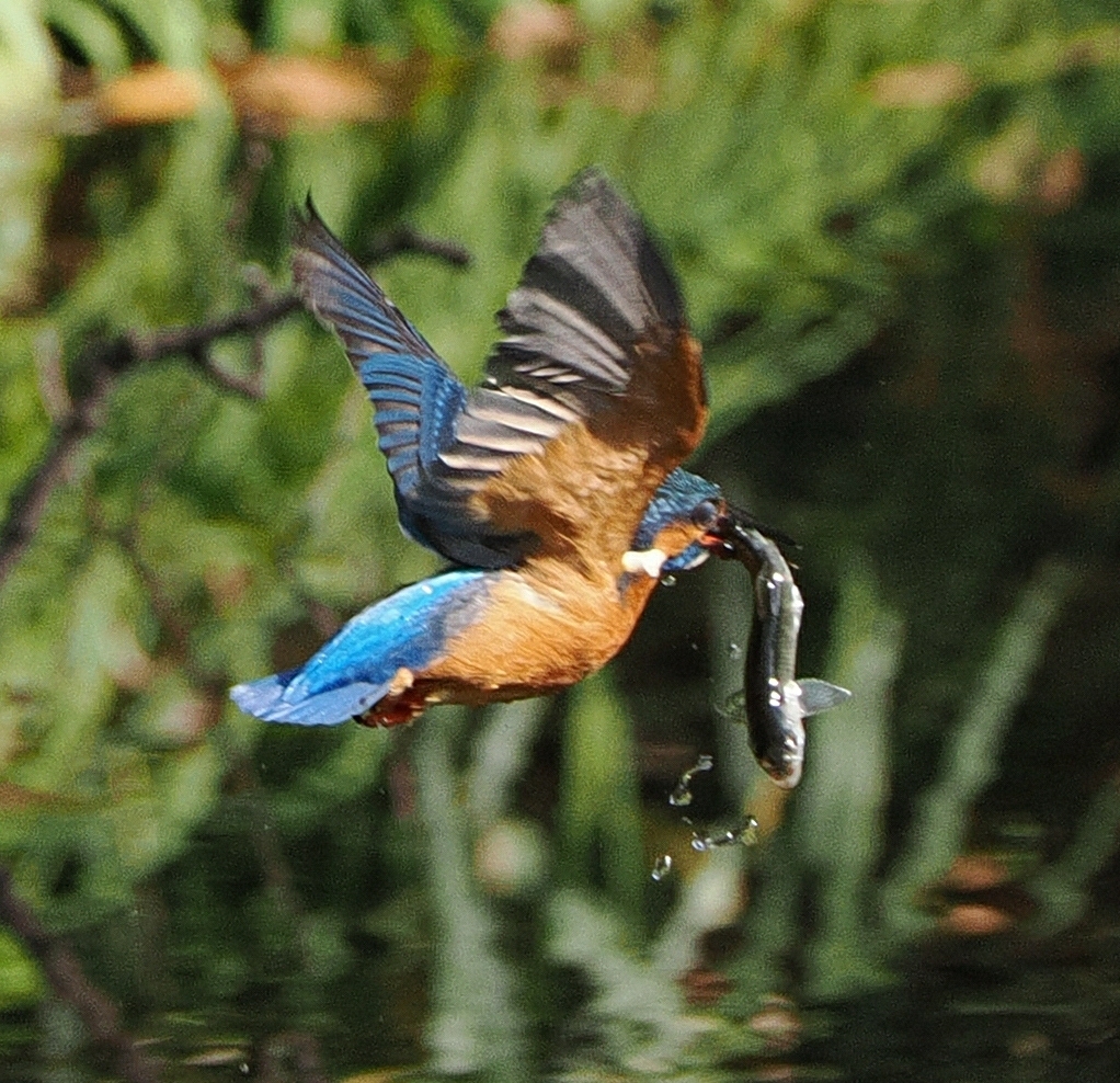 OI000081