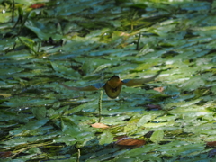 P8033324