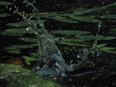 P8033237