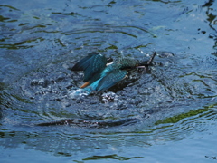 P8033118