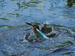 P8033097