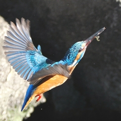 OI000040