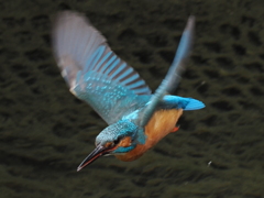 P5156071