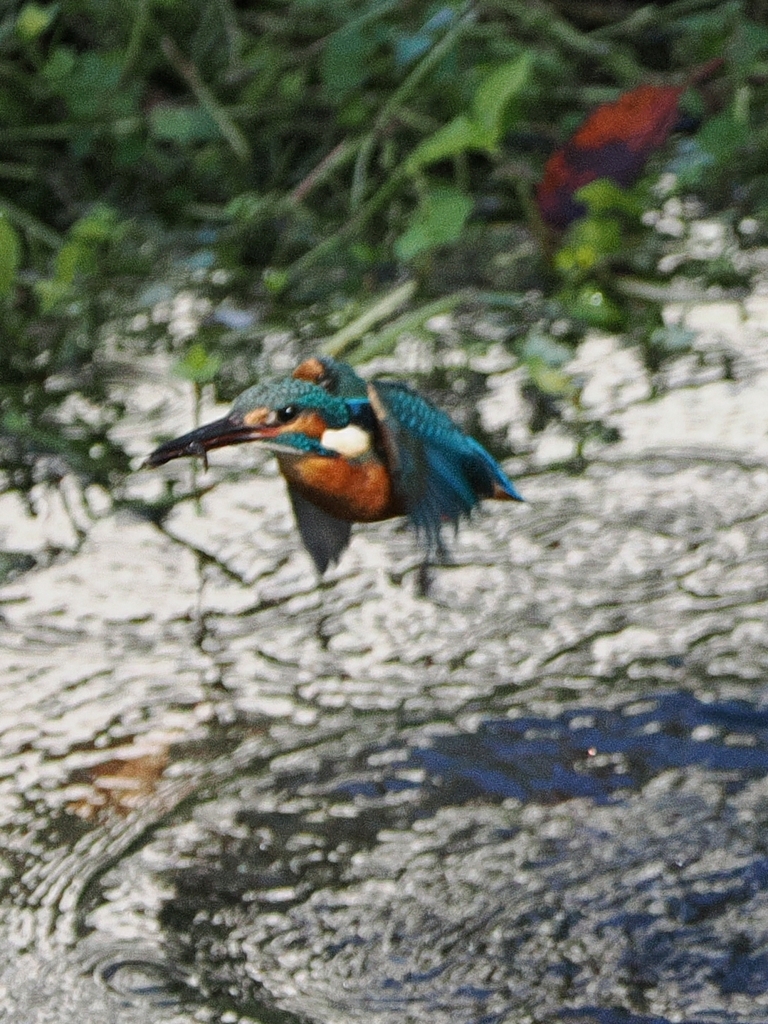 OI000034