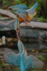 IMG_20220617_204035 (1)