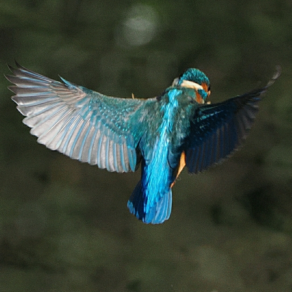 OI000065