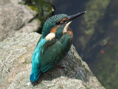 父ちゃんおそいな～