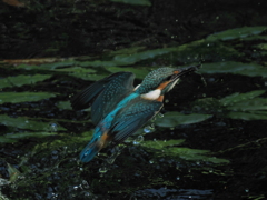 P8033225