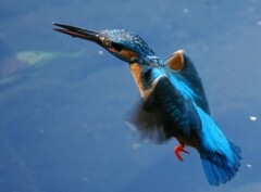 カワセミ川乘の対決１