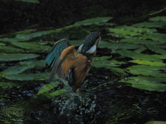 P8033209