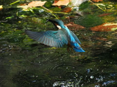 P8033453