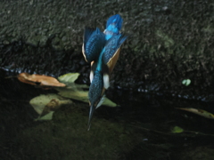 P8101118
