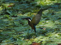 P8033313