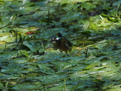 P8033306