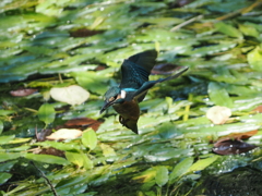 P8033268