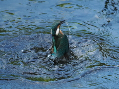 P8033112
