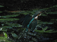 P8033229