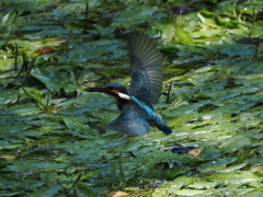 P8033311