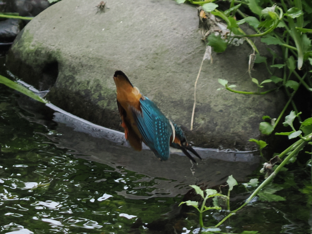 P8071455