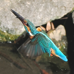 OI000036