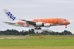 ANA A380 3号機