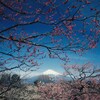 梅の花に囲まれて