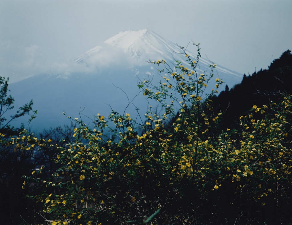 山吹の咲く頃