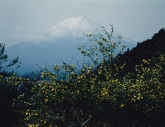 山吹の咲く頃