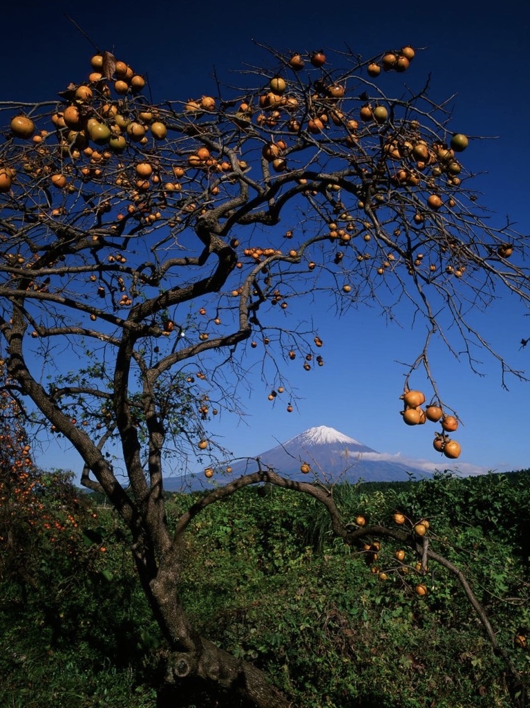 富士山と柿