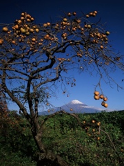 富士山と柿