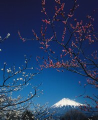 梅