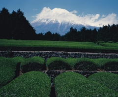 茶摘みの頃
