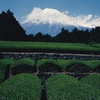 茶摘みの頃