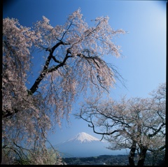 富士山と桜