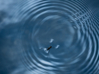 水面の舞