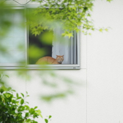 窓辺ネコ