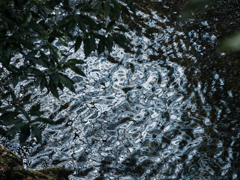 水面の線画