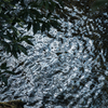 水面の線画