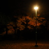 夜の公園