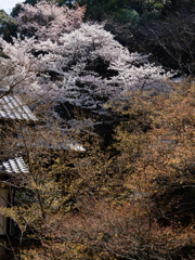 春の彩