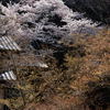 春の彩
