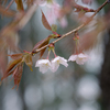 春　かすかな憂い