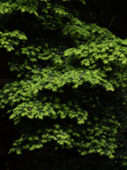 針葉樹にも新緑