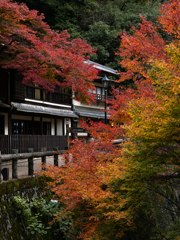 紅葉のさんぽ道