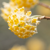 小さなクモさんの大きな花園