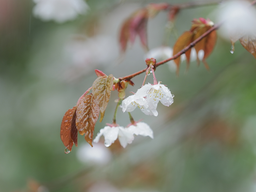 催花雨に濡れて