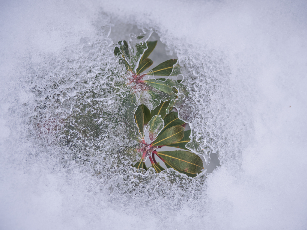 雪解けを待ち